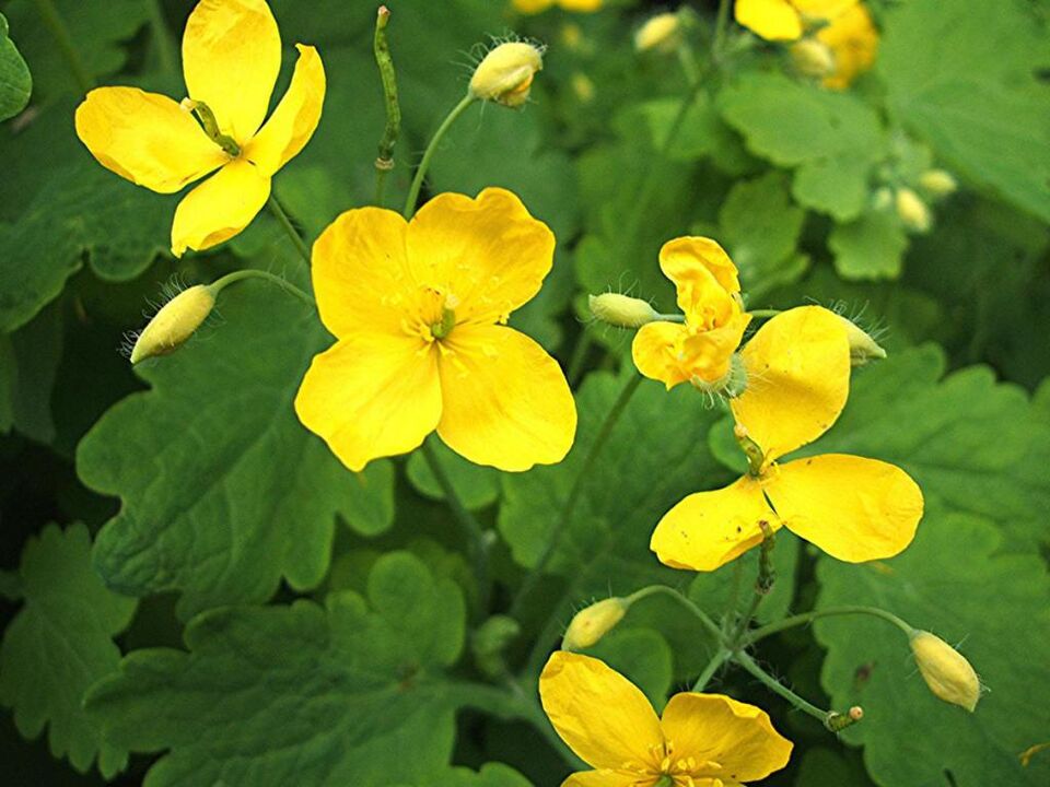 Celandine in the treatment of prostatitis